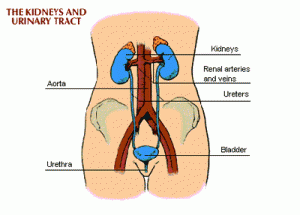 kidney failure 300x215 Apa itu Gagal Ginjal